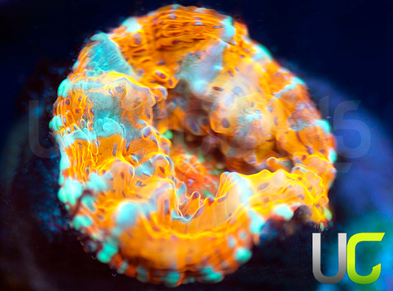 UC Pina Colada Chalice