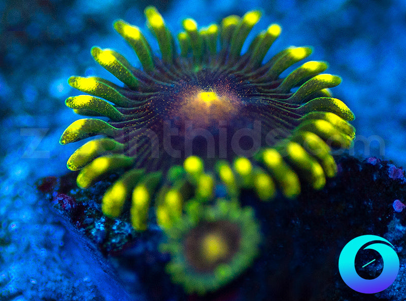 NEW RELEASE: Umbreon