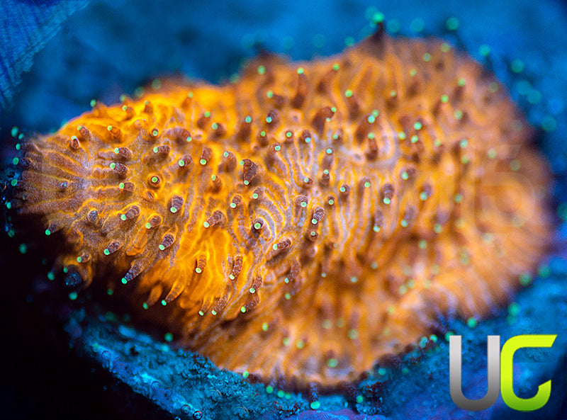 LC Grafted Tiger Litho