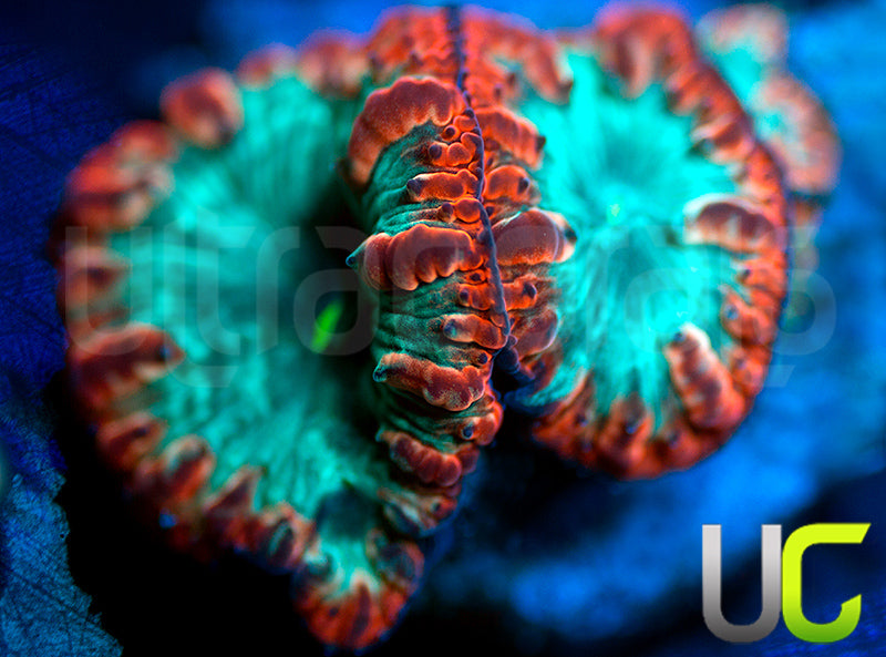 UC Home Stretch Blasto