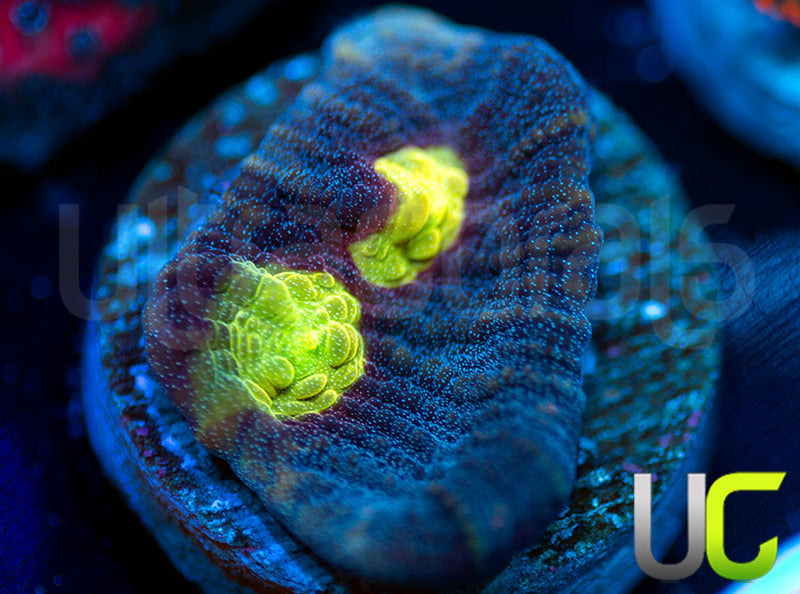 UC Katana Mycedium Chalice