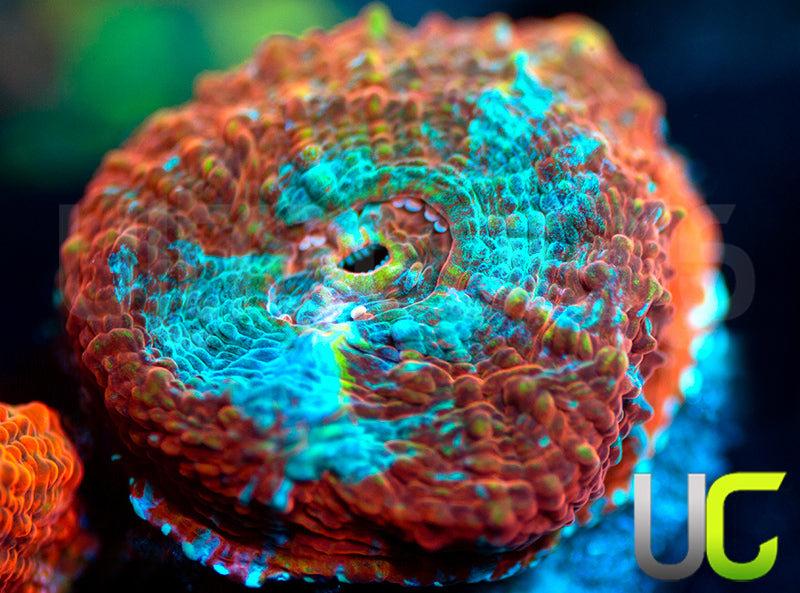 UC Bounce House Chalice