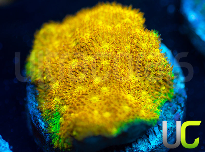 Yellow Yutz Psammocora