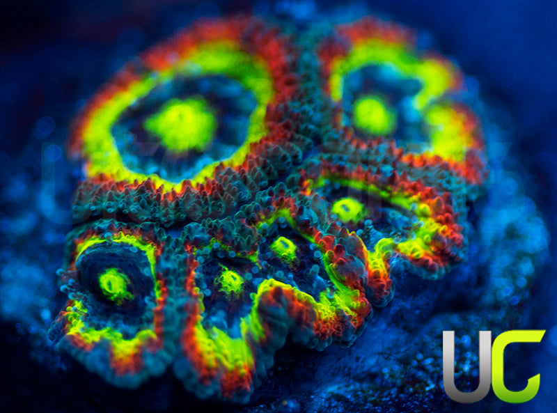 BigR Holy Grail Micromussa Amakusensis