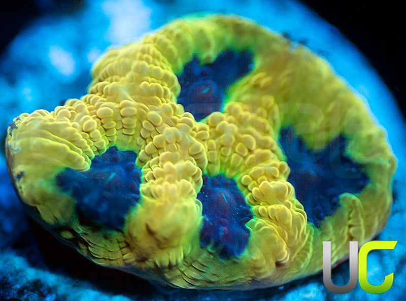 UC Mamba Jamba Favites