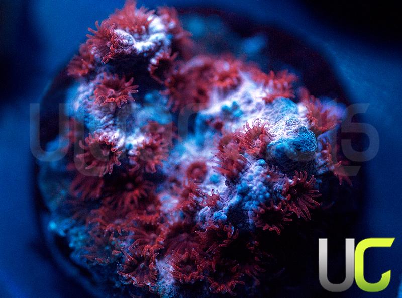 UC Cherry Bomb Cyphastrea