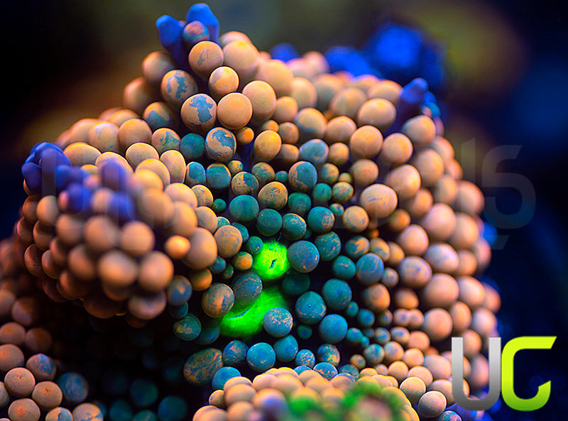 UC Mango Peach Ricordea FL