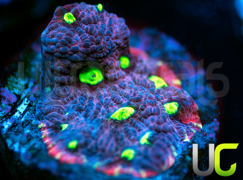 UC Pink Splash Favites
