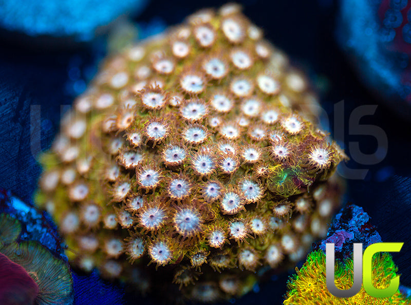 UC Yellowjacket Cyphastrea