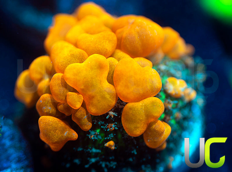 Sunkist Bounce Mushroom