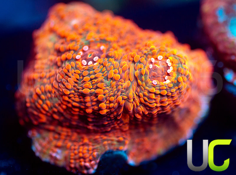 UC Fruit Ninja Chalice