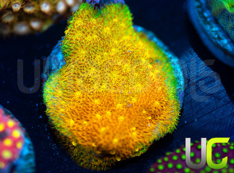 Yellow Yutz Psammocora