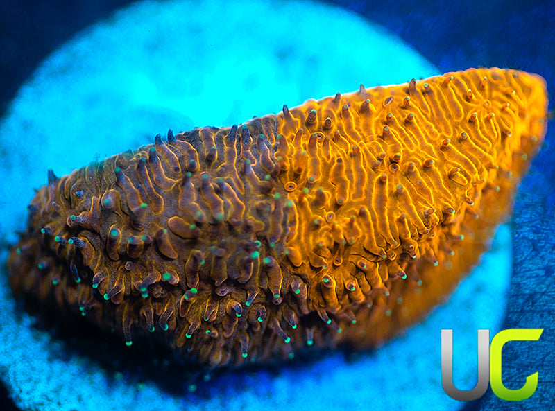 LC Grafted Tiger Litho