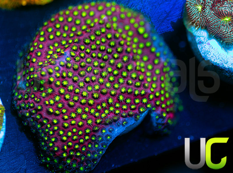 UC Raspberry Pie Stylo