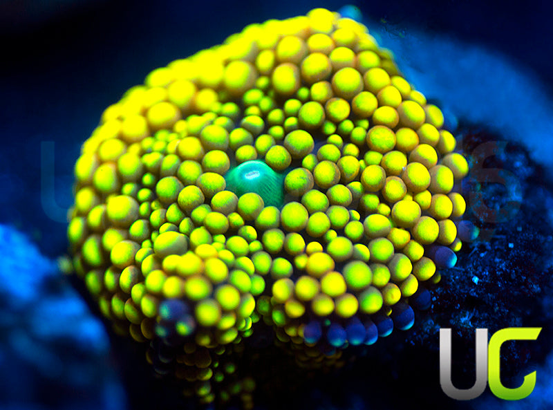 True Yellow Ricordea FL