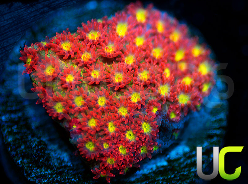 New Release: UC Daffodil Madracis