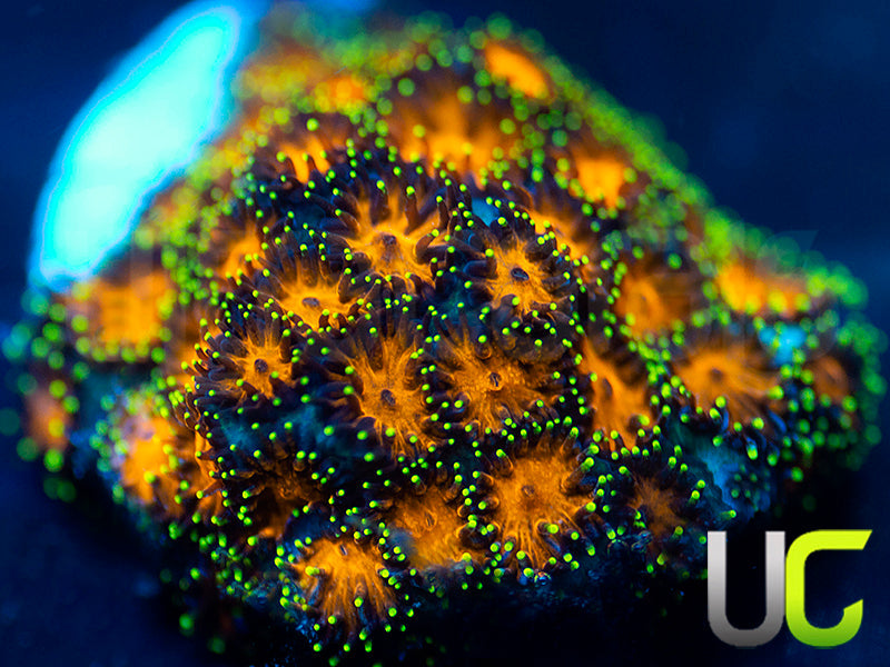 UC Lightning Tip Leptastrea