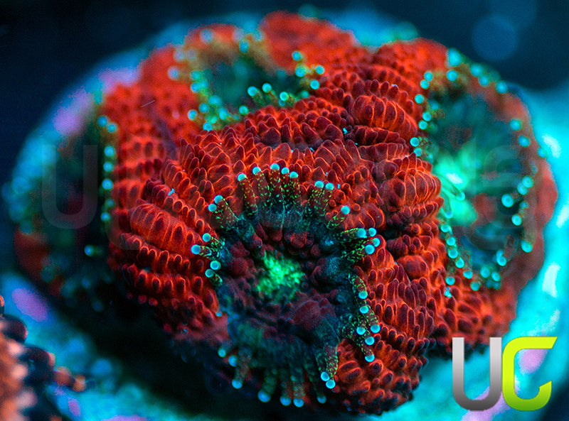UC Red Ripper Micro Amakusensis