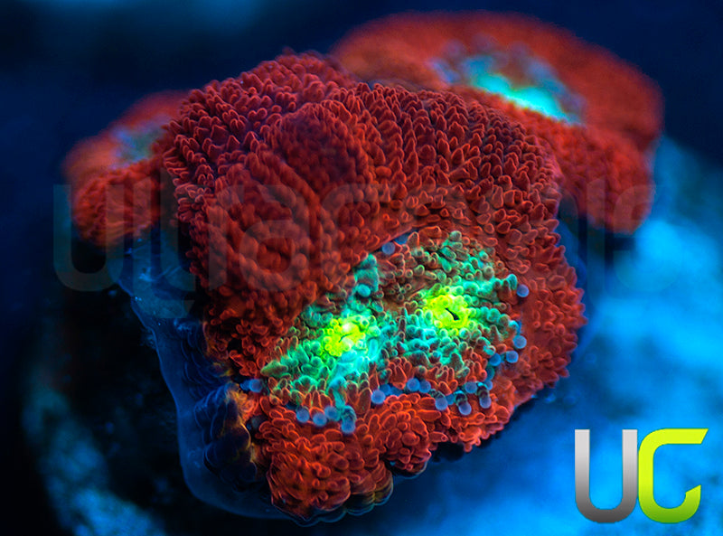 UC Red Ripper Micro Amakusensis