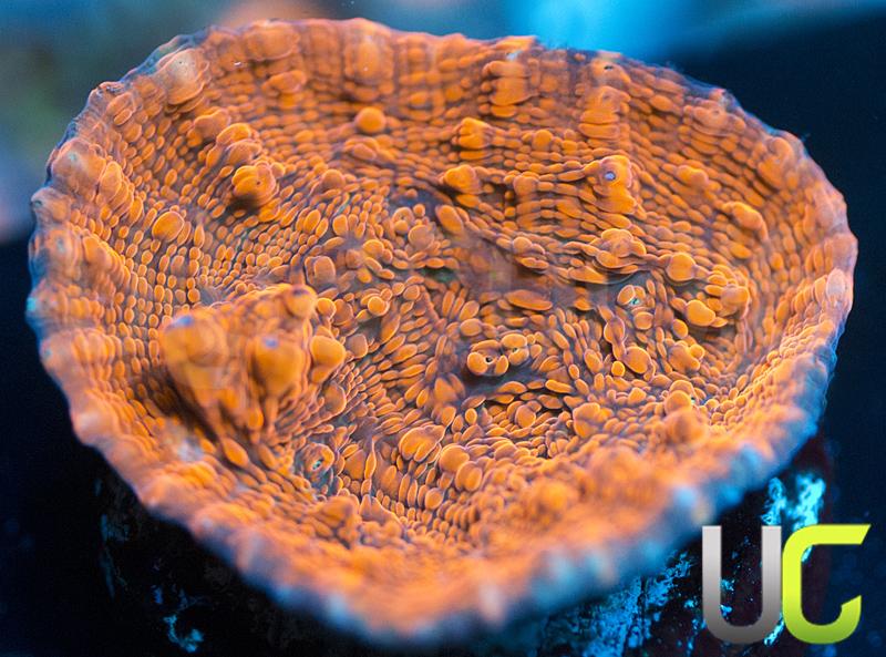 UC Metallic Red Lava Chalice
