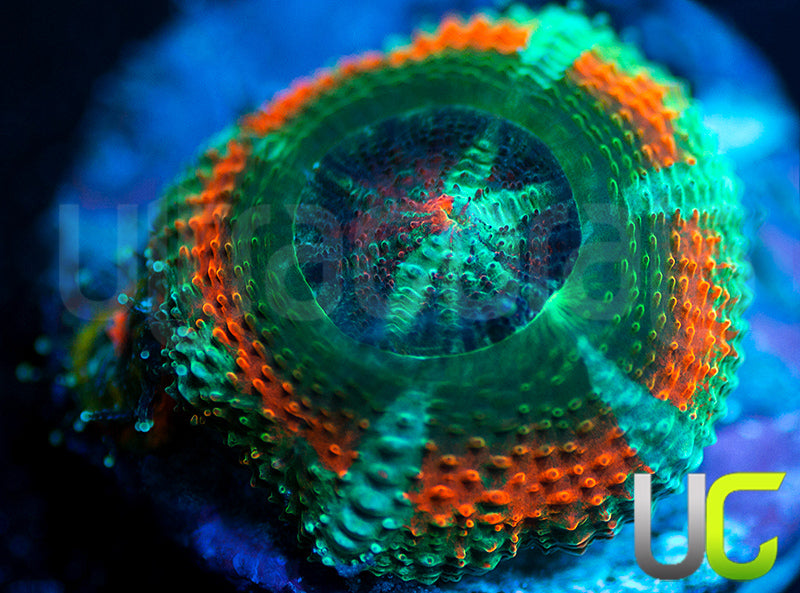 UC Carousel Micro Lordhowensis