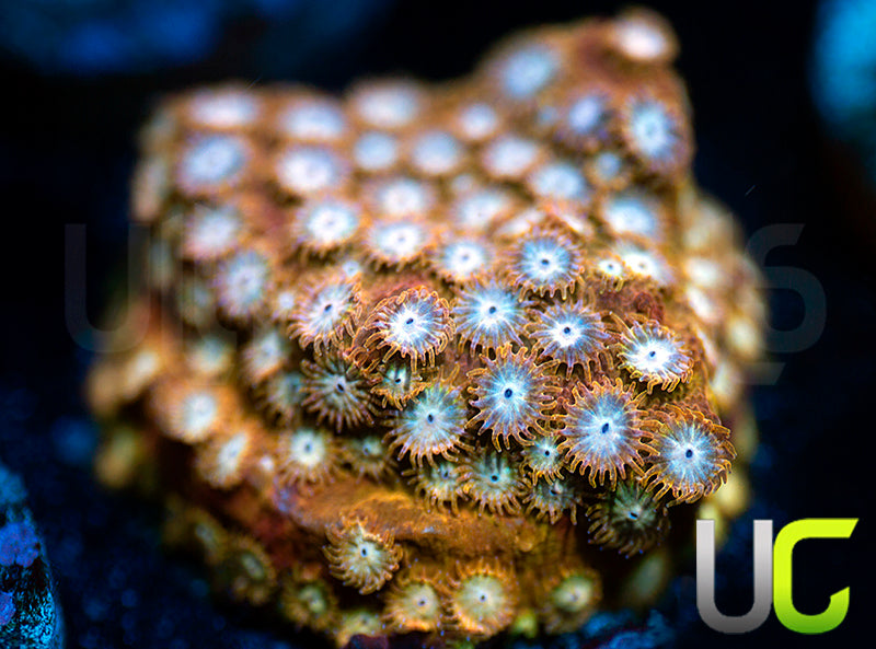 UC Yellowjacket Cyphastrea