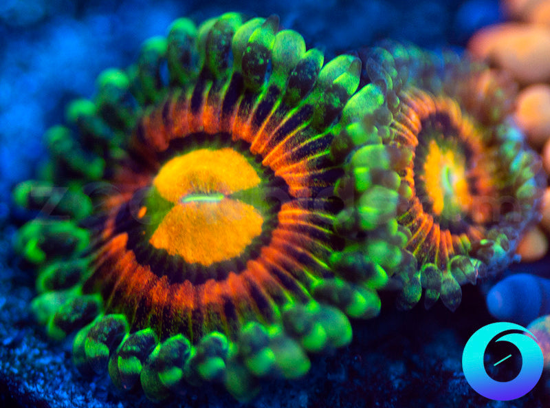 Rainbow Incinerators