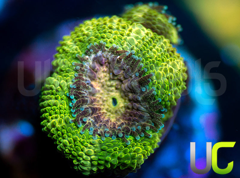 UC Pink Flamingo Micro Amakusensis