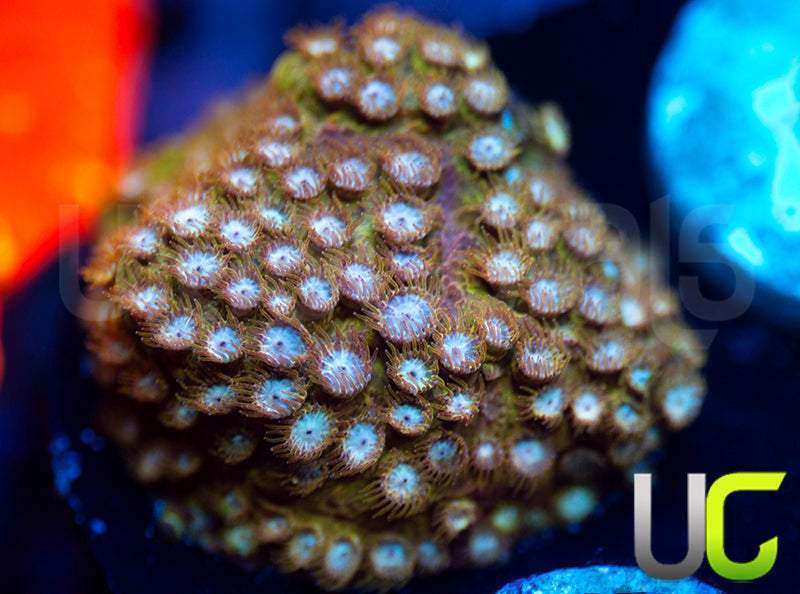 UC Yellowjacket Cyphastrea