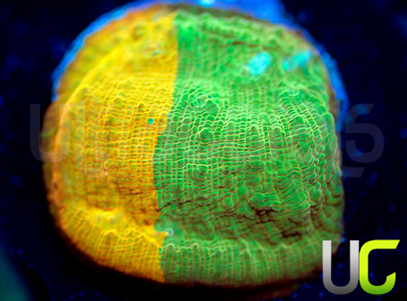 UC Haphazard Chalice