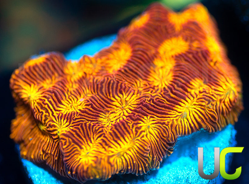 UC Sun Goddess Lepto