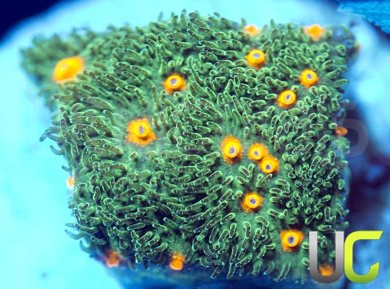 CC Smashing Pumpkins Psammocora