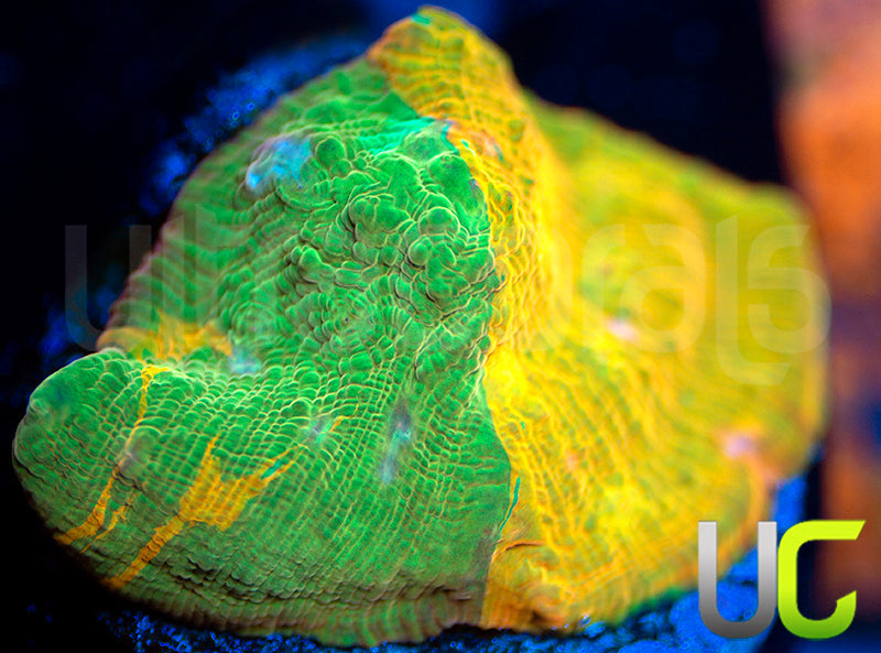 UC Haphazard Chalice