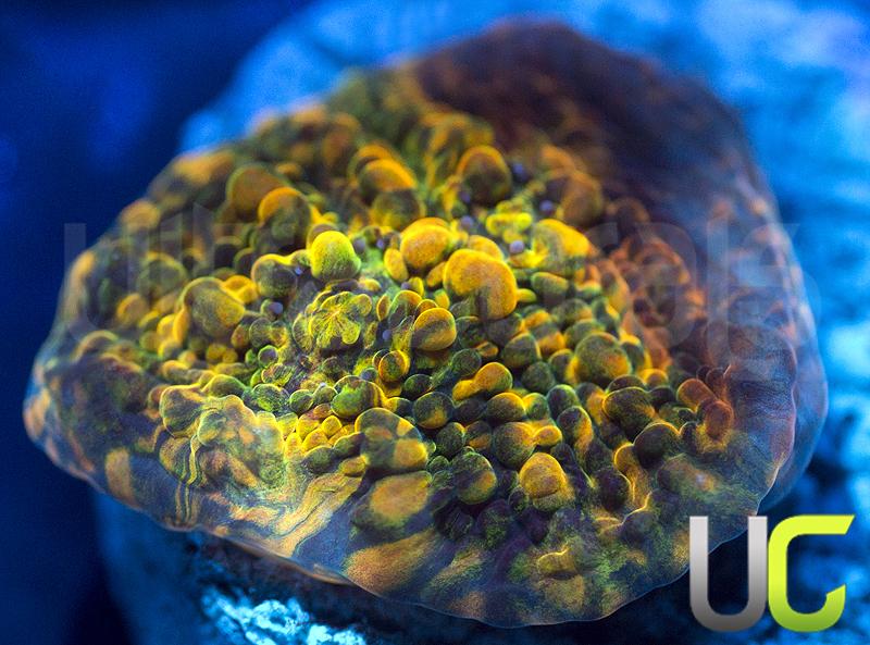 WWC Stellaria Chalice