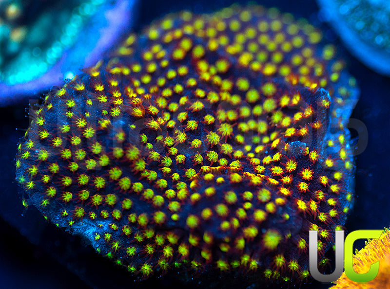 UC Flamethrower Stylo