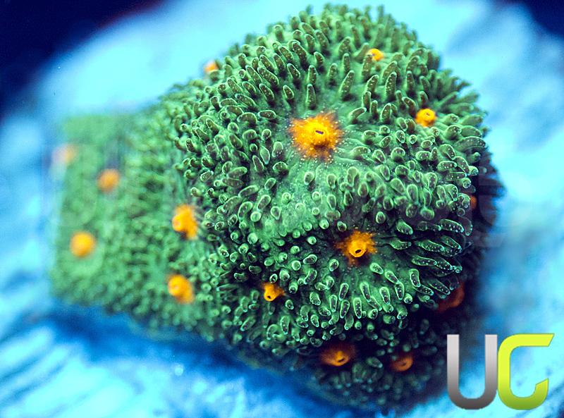 CC Smashing Pumpkins Psammocora