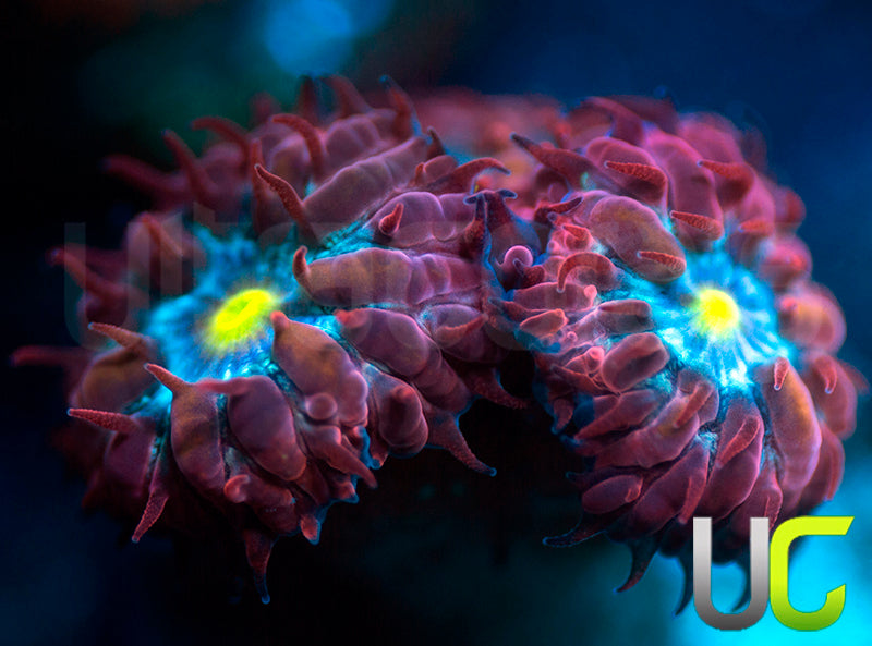 UC Nutcracker Blasto Merletti