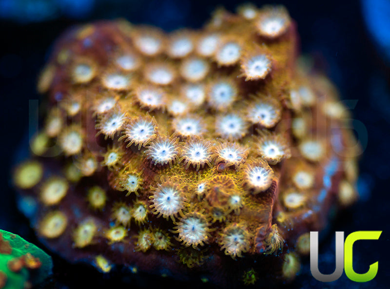 UC Yellowjacket Cyphastrea