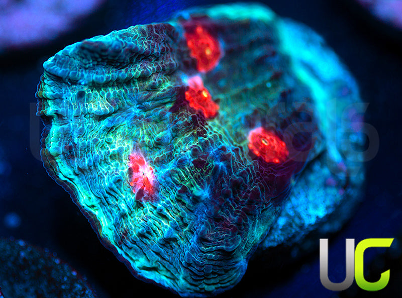 JF Hellspawn Chalice