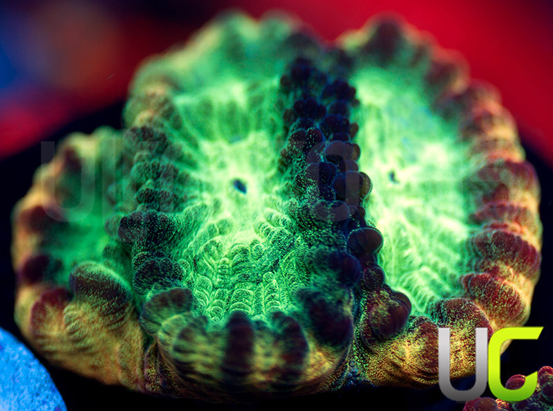 JF Psycho Rainbow Rim Favia