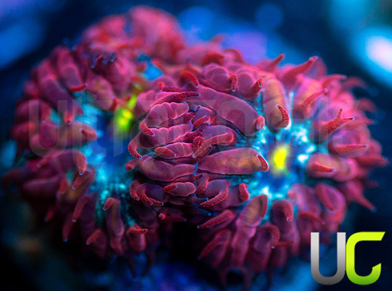 UC Boondocks Blastos