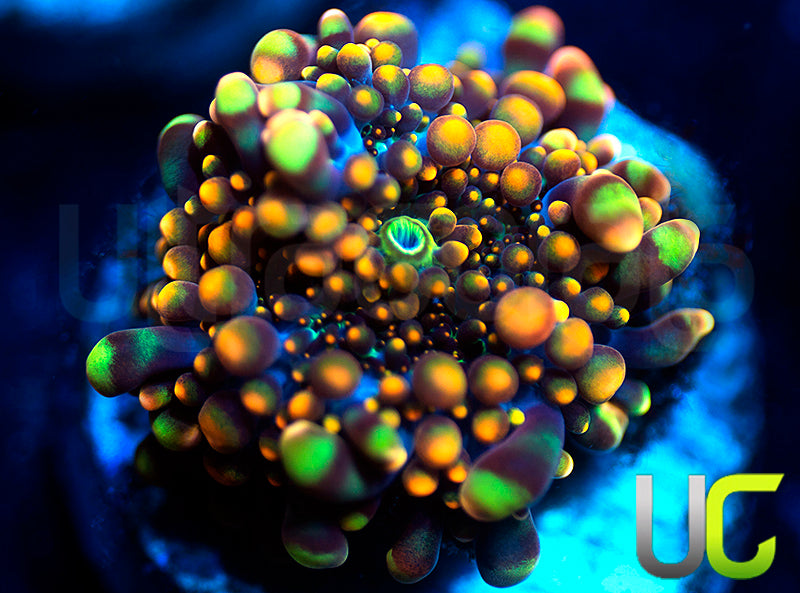 UC Lollipop Yuma Ricordea