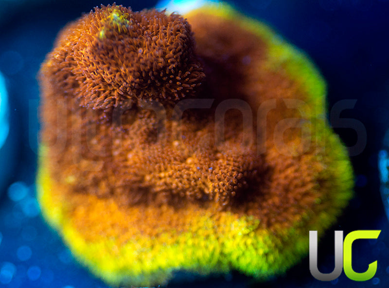 UC Mean Streak Branching Psammocora