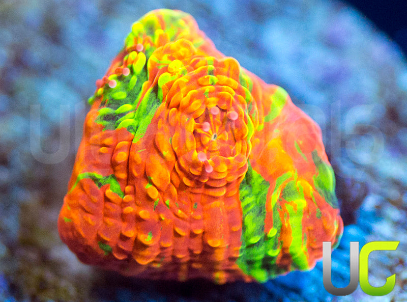 CB Orange Peel Chalice
