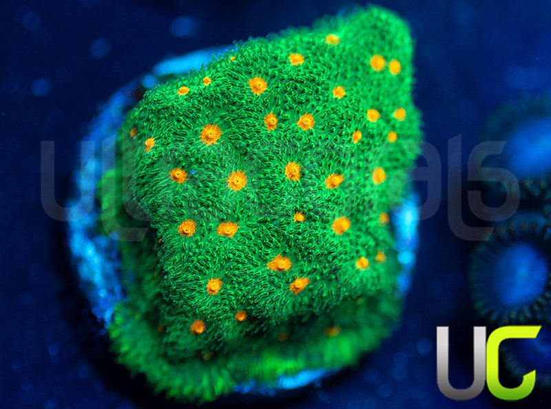 CC Smashing Pumpkins Psammocora