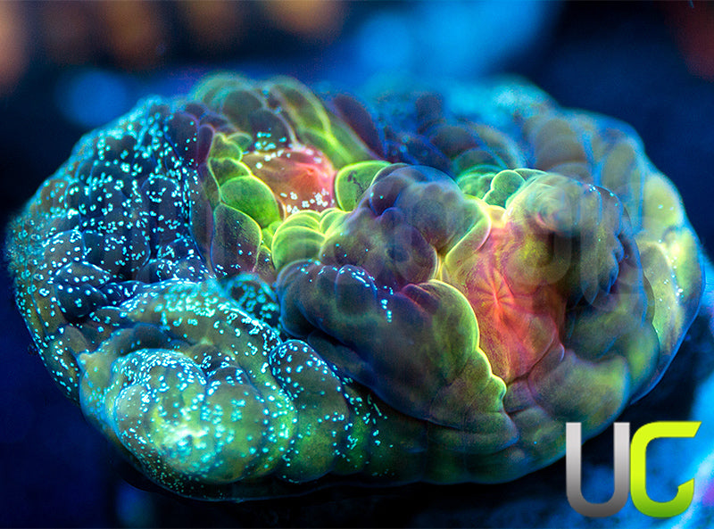 UC Cosplay Mycedium Chalice