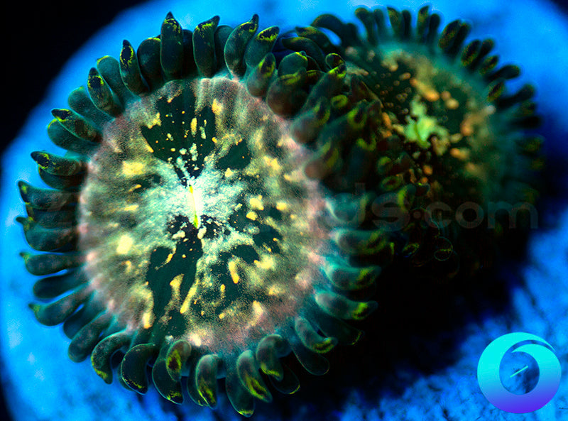 Hawaiian Ding Dang PE