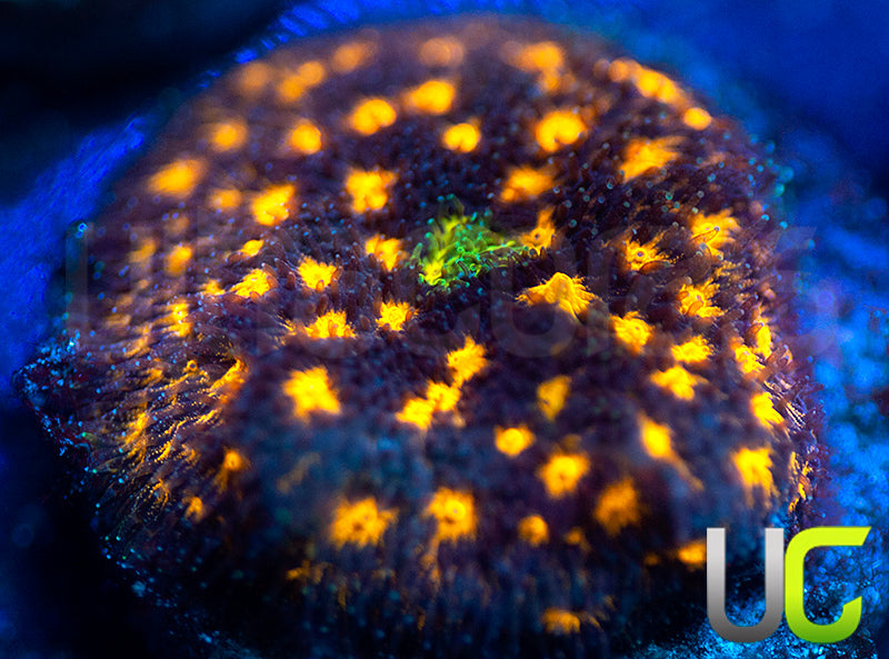 JF Outer Space Psammocora