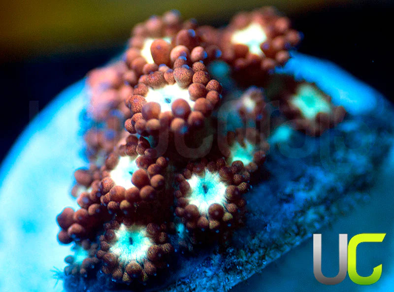 UC Cosmic Candy Goni