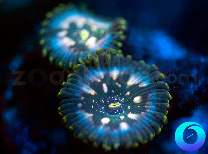 Hawaiian Ding Dang PE